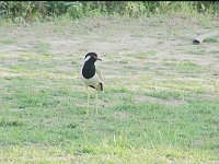 Red wattled lapwing